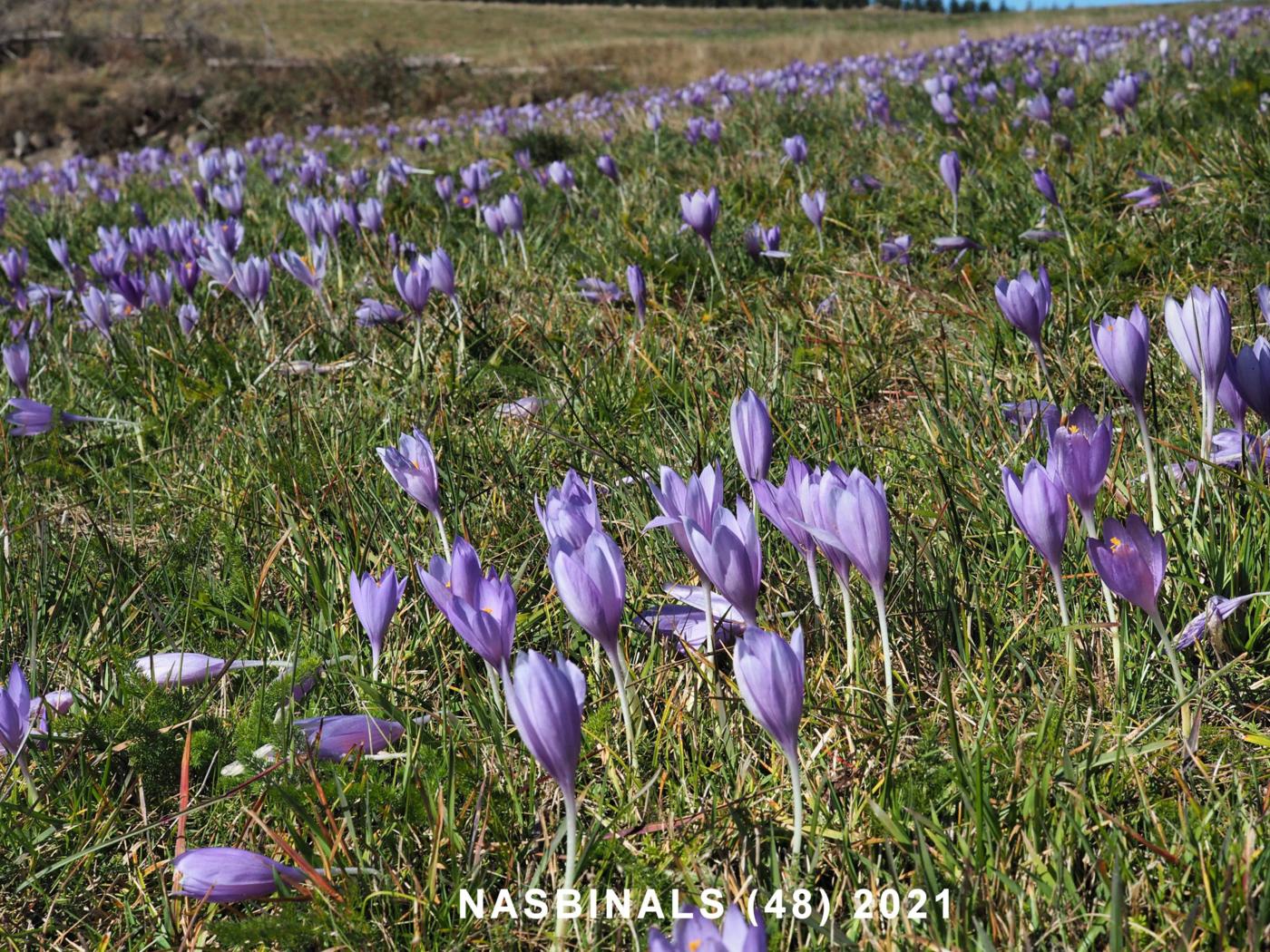 Crocus, Autumn plant